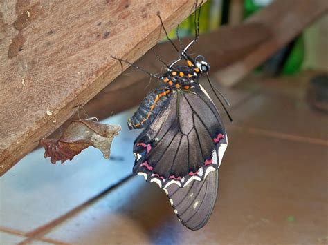 borboleta paraguaio|Posição da Borboleta Paraguaia: Veja Como Praticar。